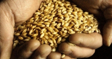 Barley - Final